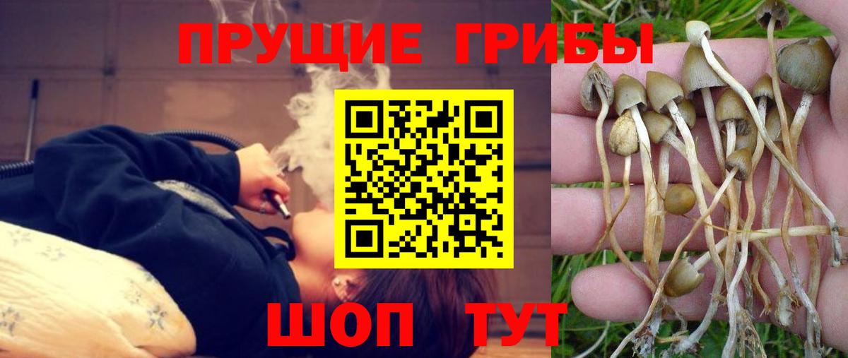 Галлюциногенные грибы GOLDEN TEACHER  Вход с VPN  даркнет сайт  Мончегорск 